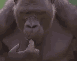 微信图片_20191204110520.gif